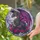 Spiky Dragon Rose Cloud Home Decor Gift for Dragon Lover Stained Glass Suncatcher - 2