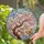 Gnarled Cherry Blossom Branch Pink Flowers Blue Orange Butterflies - Home Decor Gift Stained Glass Suncatcher - 2