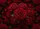 duiyfppz/products/6a269f41ba3ba3ca2a3a98fc/gallery/1Ttt2mqPy6