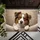 duiyfppz/products/6a26a78fbcdd9e5b51ea7f6d/gallery/-sK-LR_6cc