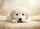 duiyfppz/products/6a2724f60b5ba668e109c2a9/gallery/WeSzEEr56Z