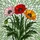 duiyfppz/products/6a2a6821e3c5f14b235d0c9c/gallery/jpI1DyZgY5