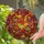 duiyfppz/products/6a2a80380b1bbff3c29e0a8f/gallery/d6C8Tlhokd