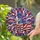 duiyfppz/products/6a2a871830fd26242612cfcc/gallery/d2aHlLcBLh