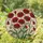 Deep Black Centers Red Poppies Stained Glass - Home Decor Gift for Garden Lover Stained Glass Suncatcher - 1