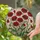 Deep Black Centers Red Poppies Stained Glass - Home Decor Gift for Garden Lover Stained Glass Suncatcher - 2