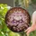 Stained Glass Lotus Flower Cherry Blossoms - Home Decor Gift for Garden Lover Stained Glass Suncatcher - 2