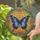 Majestic Butterfly Outstretched Wings Emerald Foliage Pink Flowers - Home Decor Gift Stained Glass Suncatcher - 2