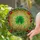 Four Leaf Clover Botanical Berries Floral - Home Decor Gift for Plant Lover Stained Glass Suncatcher - 2