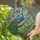 Peacock Branch Ocelli Fanned Tail Clematis Flowers - Home Decor Gift for Bird Lovers Stained Glass Suncatcher - 2