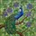 Peacock Branch Ocelli Fanned Tail Clematis Flowers - Home Decor Gift for Bird Lovers Stained Glass Suncatcher - 5
