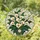 duiyfppz/products/6a2b91b37660330094ac04a7/gallery/Qm-R162cgO