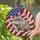 Ragdoll Cat American Flag Paw Print - Independence Day Gift for Veterans Stained Glass Suncatcher - 2
