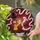 duiyfppz/products/6a2bc0c67660338c7bac383e/gallery/xhJZGI_bgU