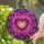 duiyfppz/products/6a2bcbe7f70025bf92651690/gallery/SoziaOAlDK
