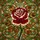 duiyfppz/products/6a2bd82b240893e8325cd817/gallery/avmQo_1ECp