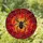 Black Spider Intricate Web Ruby Cabochons Crimson Orange Mosaic - Home Decor Gift Stained Glass Suncatcher - 1
