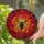 Black Spider Intricate Web Ruby Cabochons Crimson Orange Mosaic - Home Decor Gift Stained Glass Suncatcher - 2