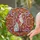 Fox with Swirling Leaves Berry Clusters - Home Decor Gift for Fox Lover Stained Glass Suncatcher - 2