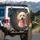 Fluffy Poodle Dog Head Pink Bandana Peaches Strawberries Foliage - Dog Lover Gift Spare Tire Cover - 3
