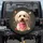 Fluffy Poodle Dog Head Pink Bandana Peaches Strawberries Foliage - Dog Lover Gift Spare Tire Cover - 1