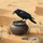 Black Crow Stone Drop Water Pot Desert Landscape Dunes - Nature Lover Gift Men's Polo Shirt - 7