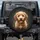 Light Brown Fluffy Goldendoodle Puppy Charcoal Background - Dog Lover Gift for Pet Owners Spare Tire Cover - 1
