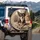 Tri-Color Chihuahua Dog Alert Expression - Dog Lover Gift Spare Tire Cover - 3