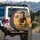 Proud Male Lion Lion Cubs Savanna Wildlife Lover Gift for Safari Enthusiasts Spare Tire Cover - 3