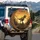 Roaring Tyrannosaurus Rex Rocky Prehistoric Landscape - Dinosaur Lover Gift Spare Tire Cover - 3