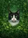 Black White Cat Emerald Shamrocks Clover St. Patrick's Day Gift for Cat Lover Garden Flag - 6