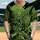 duiyfppz/products/6a3519e67bd1a218e94b5b80/gallery/McAhzNLYxn
