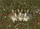 Three Realistic Rabbits Wild Forest Flora - Wildlife Lover Home Decor Gift Doormat - 7