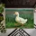 Fluffy White Duckling Walking Pose Rustic Wood Pasture - Wildlife Lover Home Decor Gift Doormat - 6