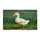 Fluffy White Duckling Walking Pose Rustic Wood Pasture - Wildlife Lover Home Decor Gift Doormat - 3