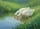 Two White Geese Water Grass Wildflower - Wildlife Lover Home Decor Gift for Bird Watcher Doormat - 7