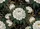 Peonies Blossoms Foliage Tendrils - Luxurious Home Decor Gift Doormat - 7
