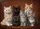 Seven Fluffy Kittens Home Decor Gift - Pet Lover Housewarming Present Doormat - 7