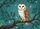 Brown White Owl Perched Tree Branch - Wildlife Lover Home Decor Gift Doormat - 7