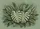 Monstera Fern Tropical Leaf Greenery Aged Plaster - Botanical Home Decor Gift Doormat - 7