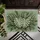 Monstera Fern Tropical Leaf Greenery Aged Plaster - Botanical Home Decor Gift Doormat - 6