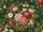 Peony Hydrangea Floral Garden Ornate Border - Home Decor Gift Doormat - 7