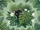 Curious Black Cat Monstera Tropical Leaves - Home Decor Gift for Cat Lover Doormat - 7