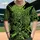 duiyfppz/products/6a3df8d1da951d2c0a7fedd6/gallery/QyEByvGbuB
