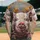 duiyfppz/products/6a3e35879ff14db1f70eaa8d/gallery/twS5AIiqqp