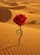 duiyfppz/products/6a3e47739ff14d7dec0ecb0c/gallery/ZFF9a0EBxd