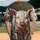 duiyfppz/products/6a3e5c74579e66185fb13034/gallery/m-k4yg2TGs