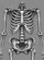 Human Skeletal Torso Rib Cage Spine - Anatomy Enthusiast Gift for Biology Students Baseball Jersey - 6
