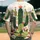 Cacti Cluster Orange Flower Leaf Motifs Terracotta Dots - Nature Lover Gift Baseball Jersey - 2