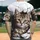 Realistic Tabby Kitten Green Eyes Jagged Splintering Cracks - Wildlife Cat Lover Gift Baseball Jersey - 2